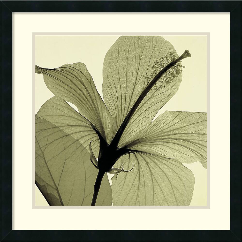 Steven N. Meyers 'Hibiscus (green)' Framed Art Print