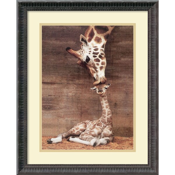 Shop Framed Art Print 'Makulu Giraffe First Kiss' by Ron D'Raine 19 x