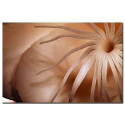 Kurt Shaffer 'Night Blooming Cereus Abstract' Canvas Art Trademark Fine Art Canvas