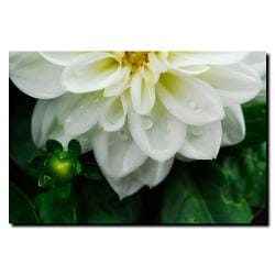 Kurt Shaffer 'White Dhalia' Canvas Art Trademark Fine Art Canvas