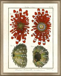 'Diderot Sea Life Print III' Framed Print - Overstock - 5764651