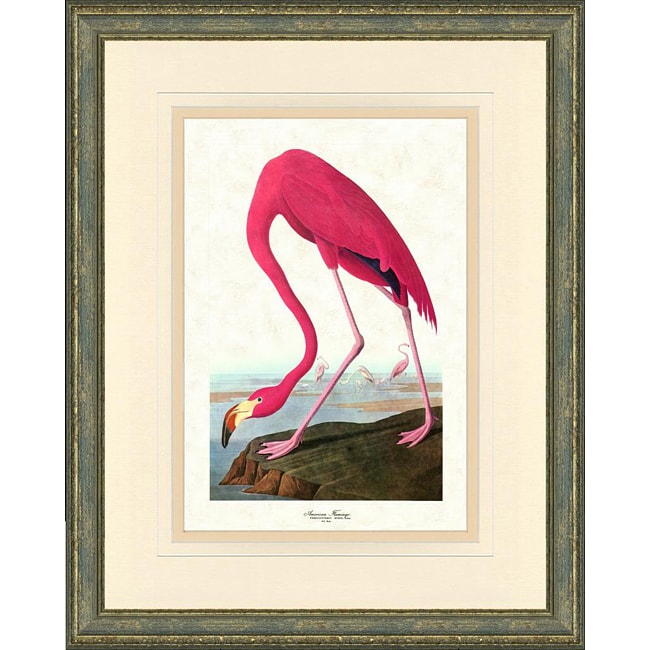 Audobon Bird Print II Framed Print   Shopping