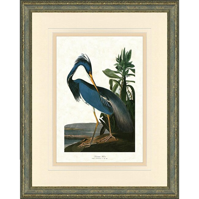 'Audobon Bird Print III' Framed Print