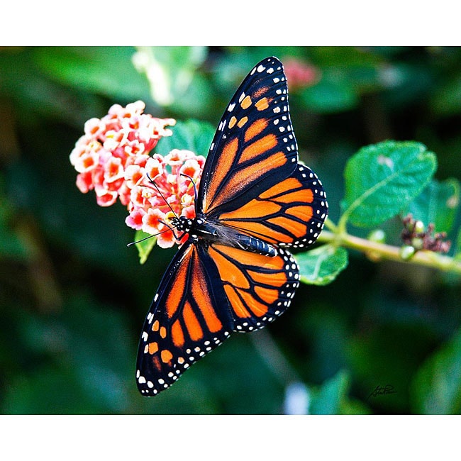 Stewart Parr 'Monarch Butterfly Spread Wings on Lantana' Photograph