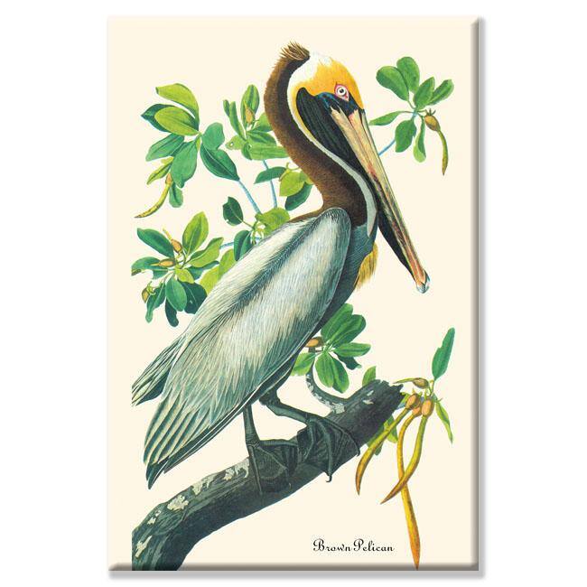 John James Audubon 'Brown Pelican' Canvas Art