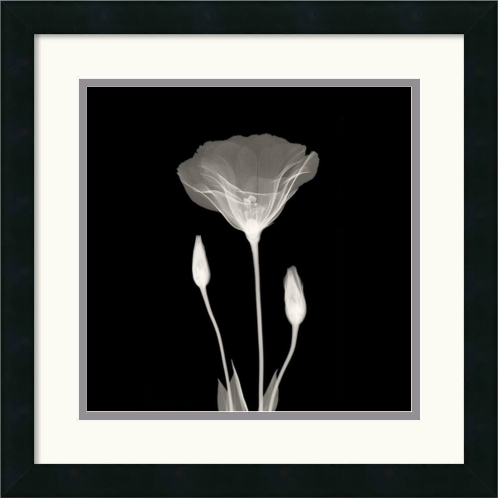 Poppy in Lace' 18 x 18-inch Framed Art Print