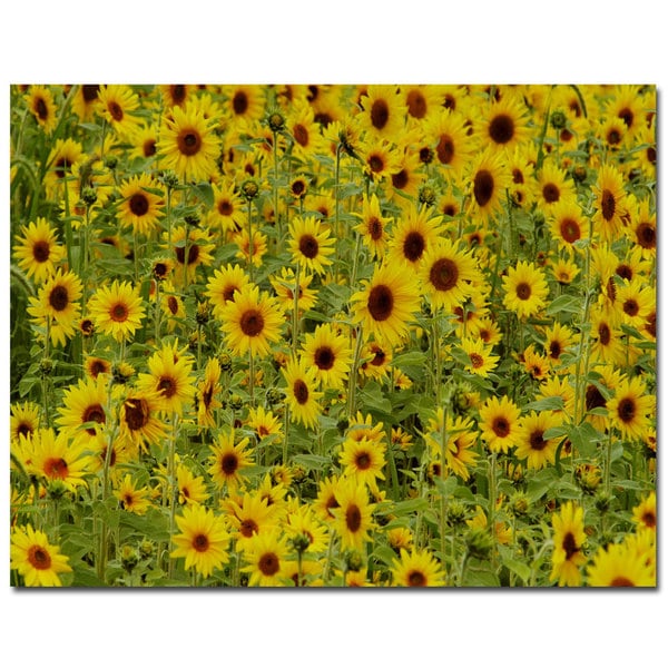 Kurt Shaffer, 'A Sunflower Day' Canvas Art Trademark Fine Art Canvas