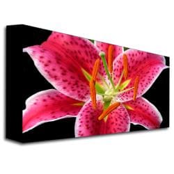 Kathie McCurdy 'Stargazer Lily' Medium Canvas Art Trademark Fine Art Canvas