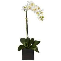 Phaleanopsis Orchid with Black Vase (Set of 2) - Overstock - 6267910