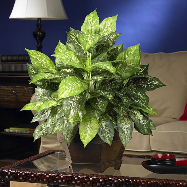Variegated Dieffenbachia with Large Hexagon Polyester Plant