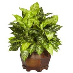 Variegated Dieffenbachia with Large Hexagon Polyester Plant