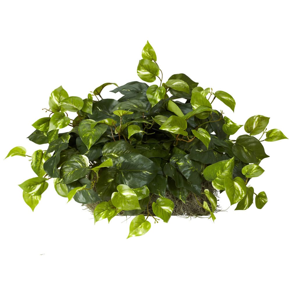 Pothos Ledge Plant Set on Foam Silk Plant - Green