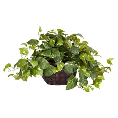 Pothos with Decorative Planter - Green