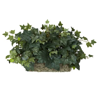 Ivy Ledge Silk Plant