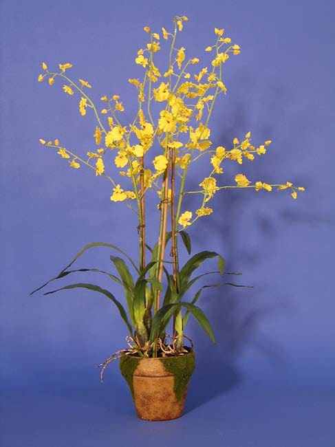 Dancing Lady Orchid with Moss Pot
