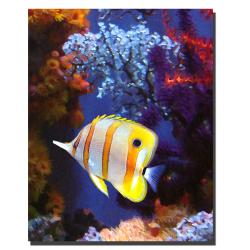 Amy Vangsvard 'Longnose Butterfly Fish' Canvas Art Trademark Fine Art Canvas