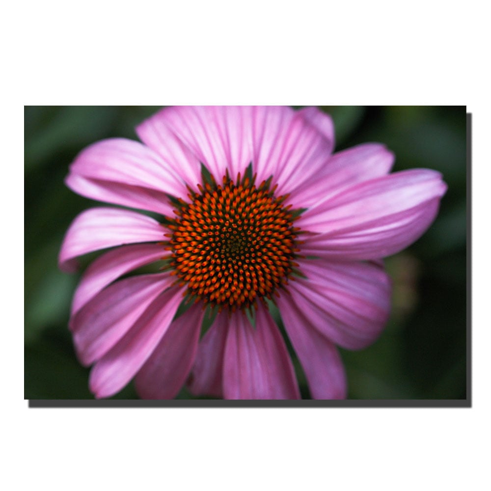 Kurt Shaffer, Purple Daisy Canvas Art