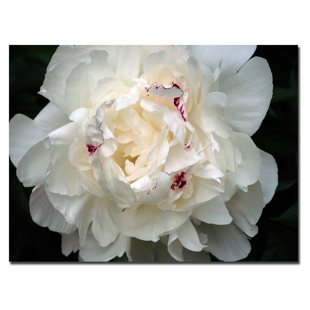 Kurt Shaffer 'Perfect Peony' Canvas Art