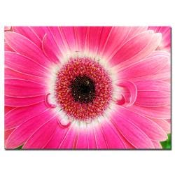 Kurt Shaffer, 'Pink Gerber' Canvas Art Trademark Fine Art Canvas