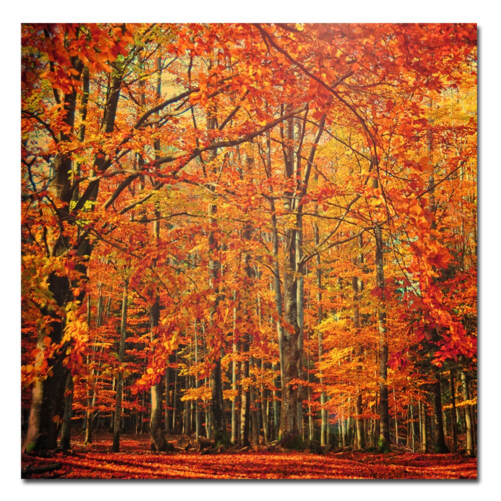 Shop Philippe Sainte-Laudy 'Red November' Canvas Art - Free Shipping ...