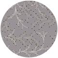 Hand-tufted Gray Canaan Wool Area Rug (9'9 Round)