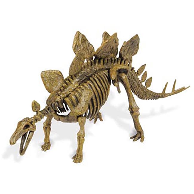 stegosaurus skeleton model