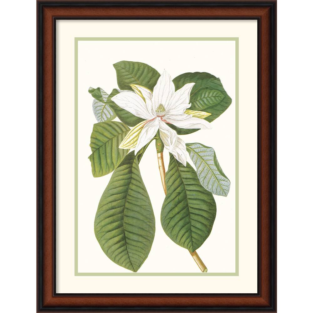 Georg Dionysius Ehret Magnolia Folis Oblongis Framed Art Print