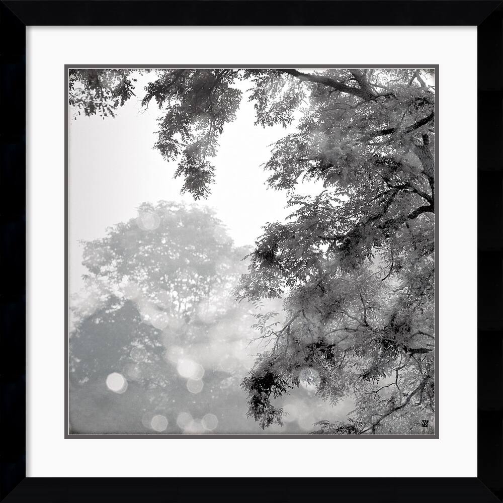 Wild Apple Photography 'Sun Dappled II' Framed Art Print