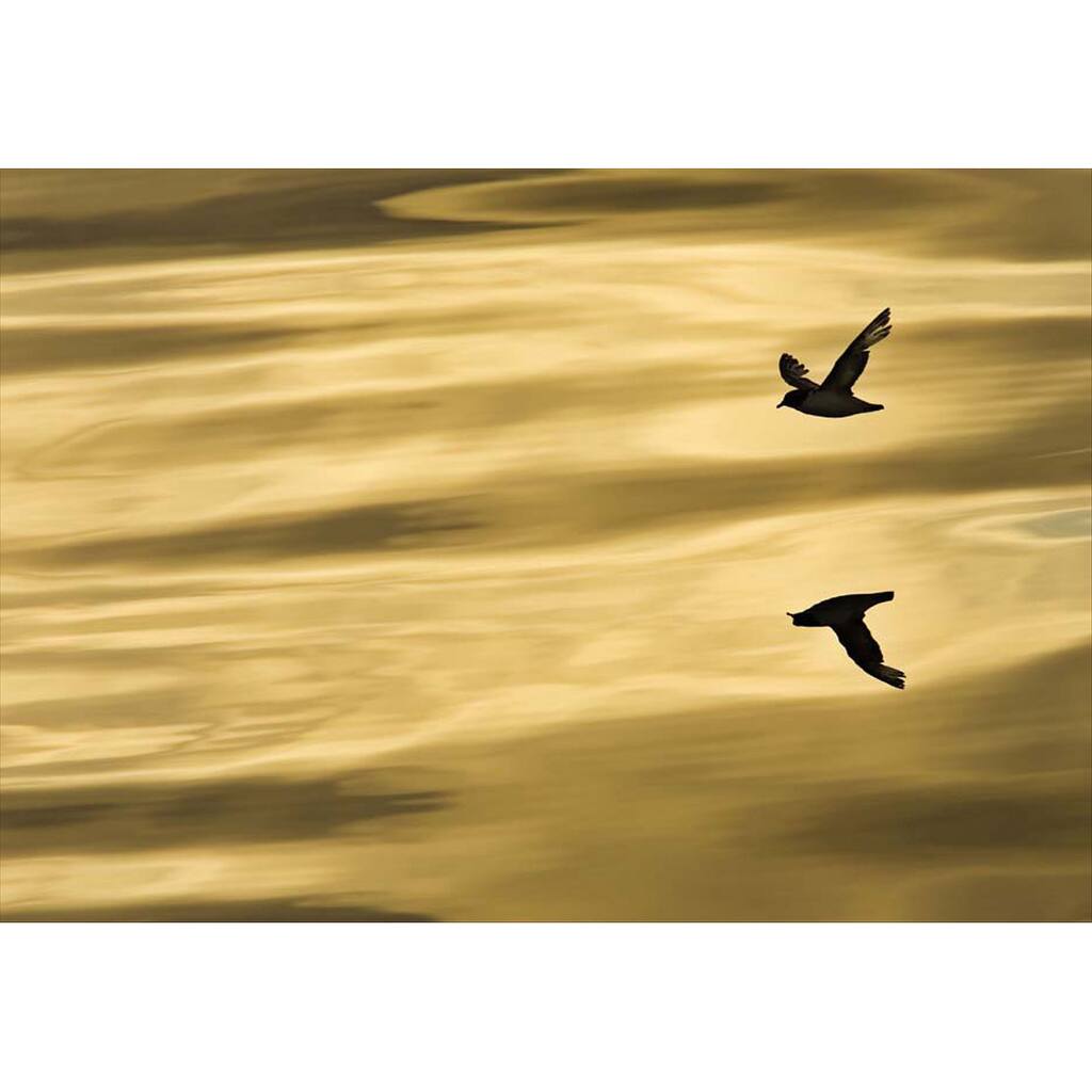 Komar 'Reflection' Vinyl Wall Mural