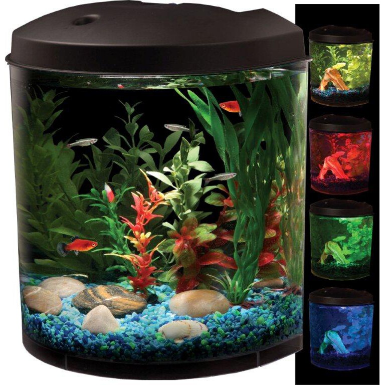best freshwater fish for 3.5 gallon tank