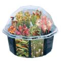 Dunecraft Carnivorous Creations Plant Kit