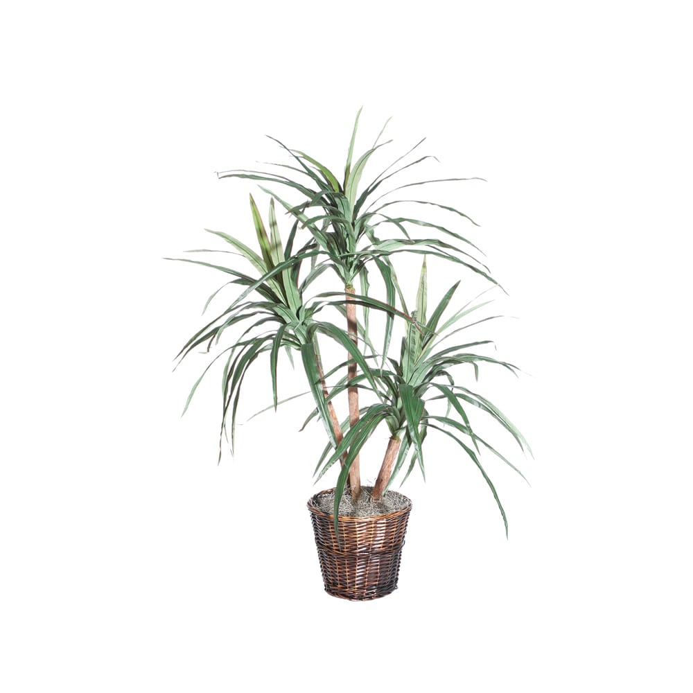 4 foot Marginata Extra Full Decorative Plant