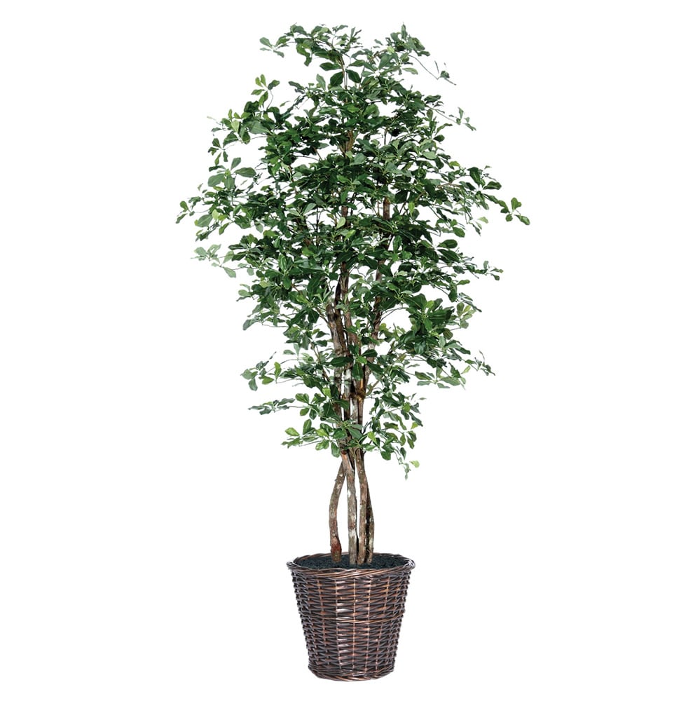 Black Olive Executive 6 foot Silk/ Polyester Decorative Plant