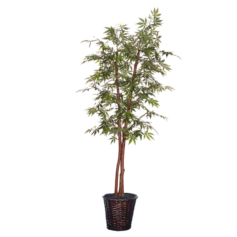 その他 MapleTree 6-foot Japanese Maple Deluxe Tree - Bed Bath & Beyond - 7401630