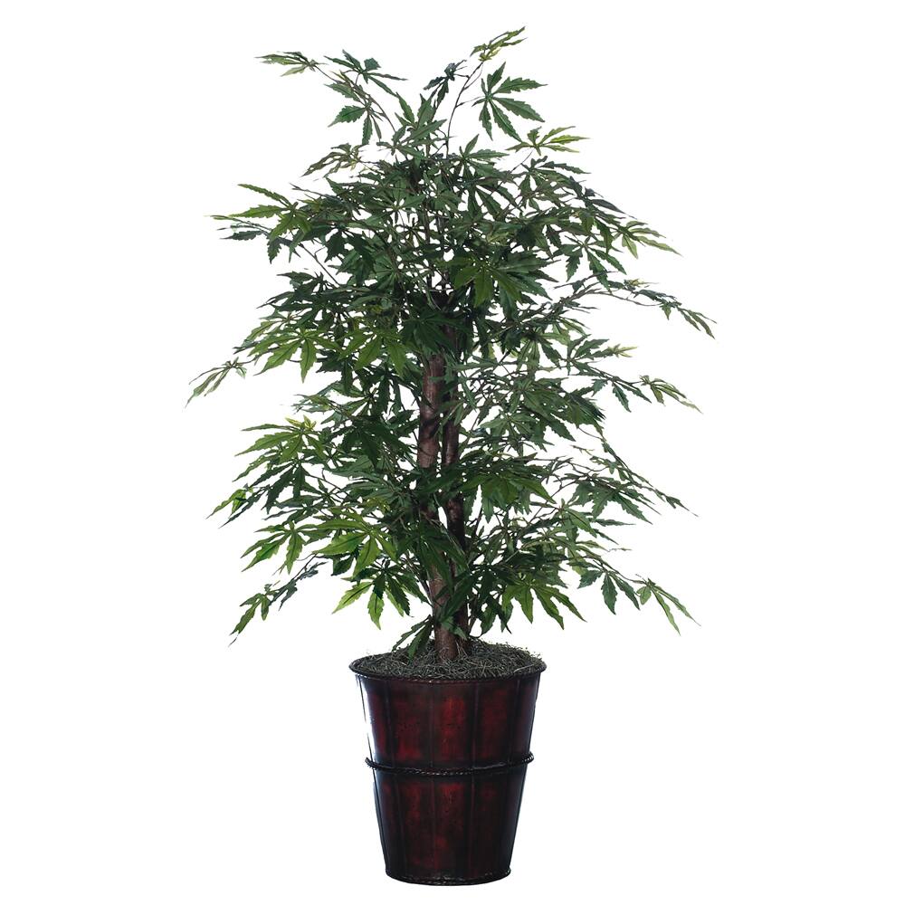 4-foot Japanese Maple Bush in Metal Pot