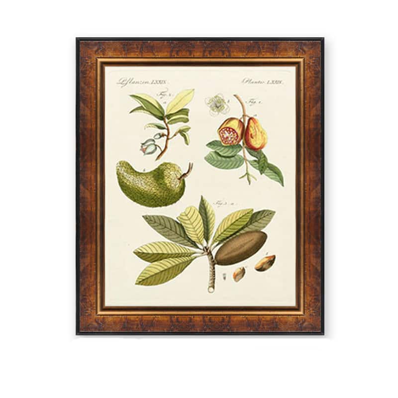 Bertuch 'Breadfruit' Wood Framed Art Print - Brown/Green