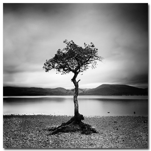 Nina Papiorek 'Scotland Millarroch Tree' Canvas Art - Overstock - 7460819