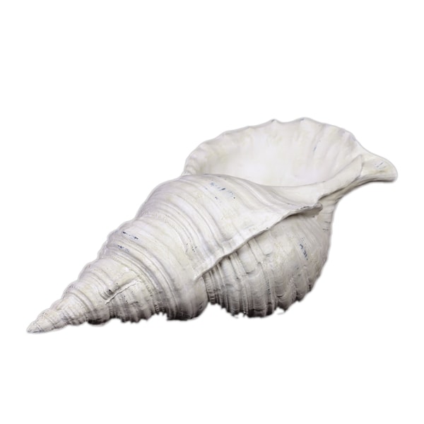 Urban Trends Collection White Resin Seashell Urban Trends Collection Accent Pieces