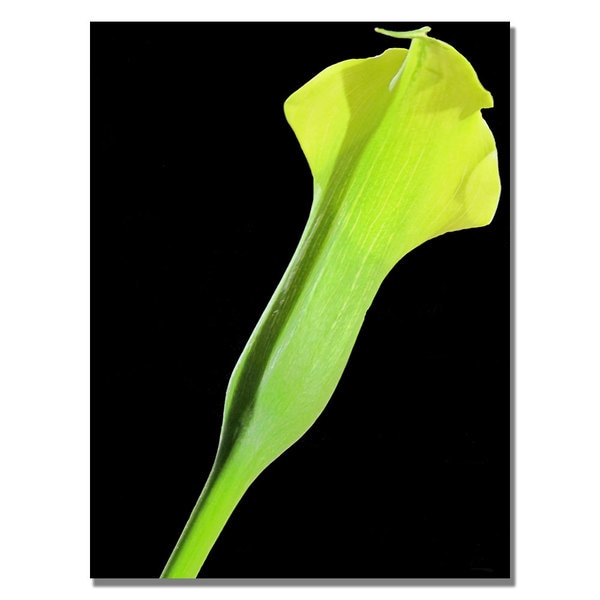 Kathie McCurdy 'Yellow Calla' Canvas Art Trademark Fine Art Canvas