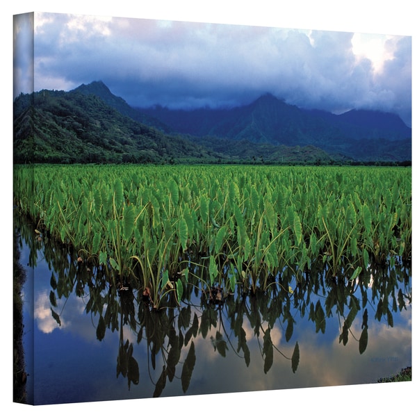 Kathy Yates 'Kauai Taro Field' Canvas Art ArtWall Canvas