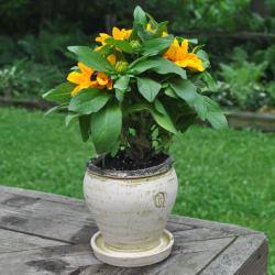 Terra Cotta Green and Eggplant Twisted Vine Honey Pot Planter (Honduras) -  Bed Bath & Beyond - 6051618