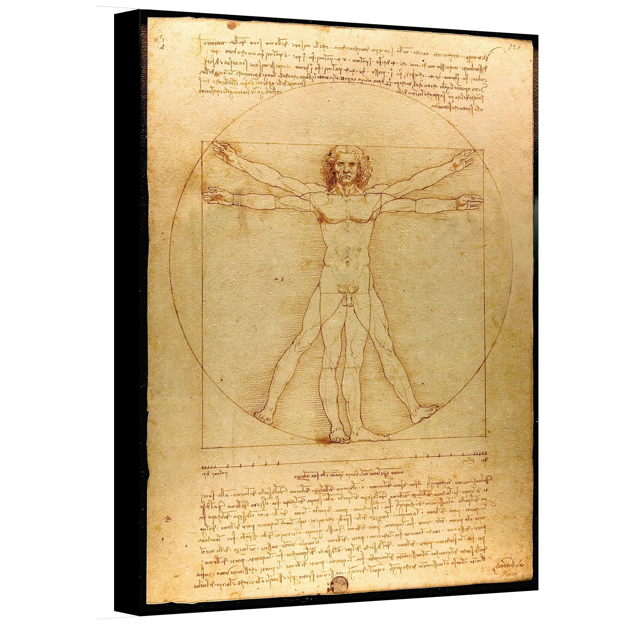 Откройте для себя великолепие человеческой анатомии в произведениях Леонардо да Винчи