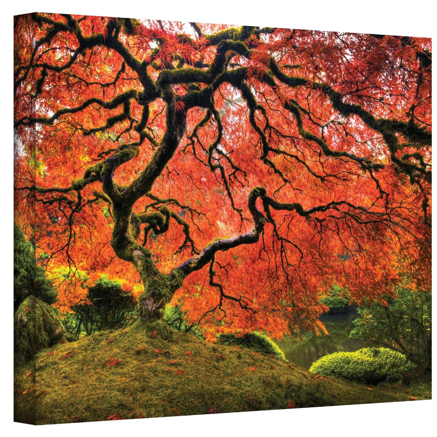 John Black  Japanese Tree  Gallery Wrapped Canvas Today $44.99 Sale