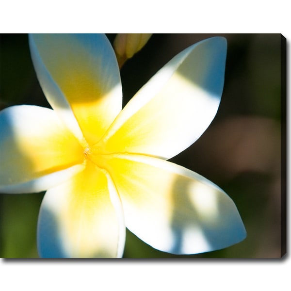 Shop 'Frangipani in Hawaii' Gallerywrapped Canvas Art Yellow/White