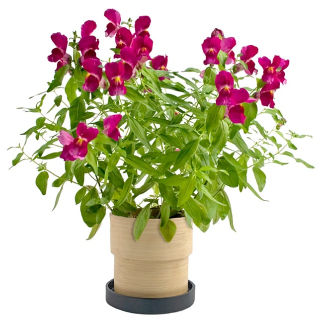 Snapdragons Bamboo Grow Pot