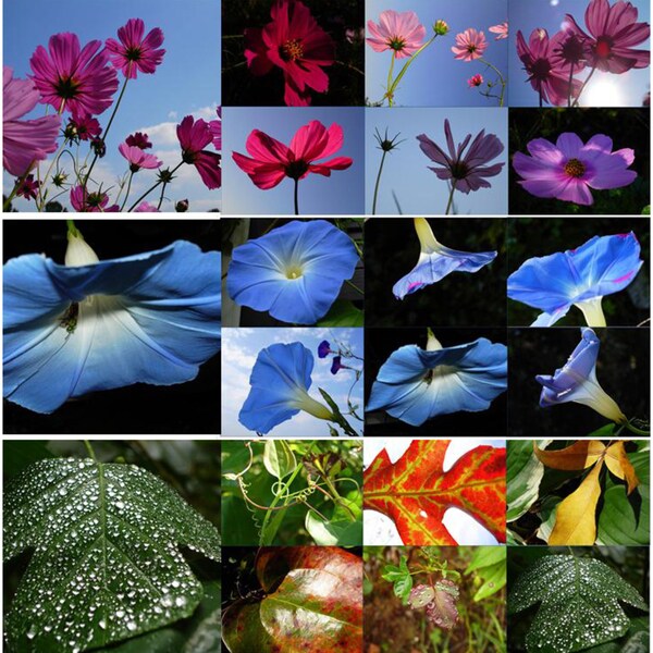 Miette Michie Nature Photographs Note Cards (Pack of 18)