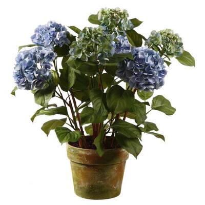 Hydrangea 34-inch Tall Potted Plant