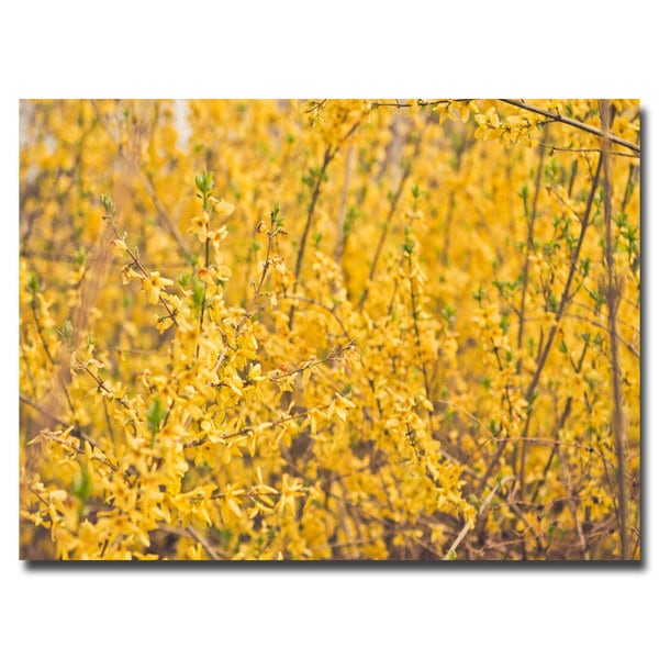 Ariane Moshayedi Yellow Buds Canvas Art   15316704  