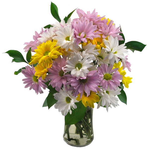 Sweets in Bloom 'Delightful Daisies' Flower Bouquet Sweets in Bloom Mixed Bouquets