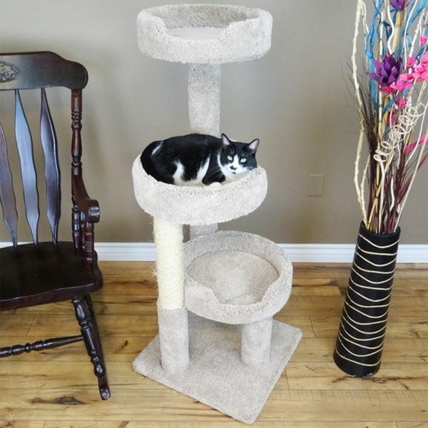 50 inch outlet cat tree